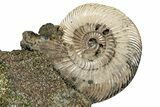 Iridescent, Pyritized Ammonite (Quenstedticeras) Fossil Display #353746-1